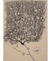 Cajal